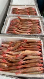 Frozen fish in Cellofoam cold chain boxes